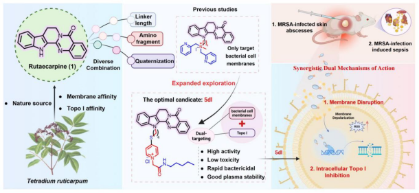 PA视讯集团官网郭勇和杨瑞阁团队在抗MRSA药物先导研究中取得新进展